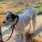 Rechargeable PetPro™ Grooming Kit photo review