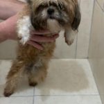 Rechargeable PetPro™ Grooming Kit photo review