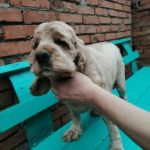 Rechargeable PetPro™ Grooming Kit photo review