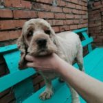 Rechargeable PetPro™ Grooming Kit photo review
