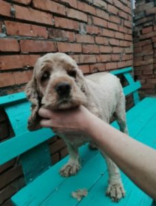 Click to view full screen Rechargeable PetPro™ Grooming Kit photo review