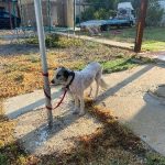 Rechargeable PetPro™ Grooming Kit photo review