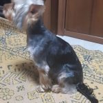 Rechargeable PetPro™ Grooming Kit photo review