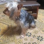 Rechargeable PetPro™ Grooming Kit photo review