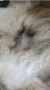 Click to view full screen Rechargeable PetPro™ Grooming Kit photo review