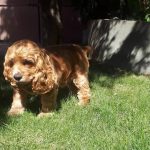 Rechargeable PetPro™ Grooming Kit photo review
