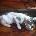 Rechargeable PetPro™ Grooming Kit photo review