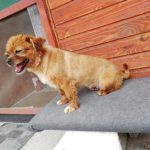 Rechargeable PetPro™ Grooming Kit photo review