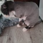 Rechargeable PetPro™ Grooming Kit photo review