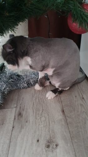 Click to view full screen Rechargeable PetPro™ Grooming Kit photo review