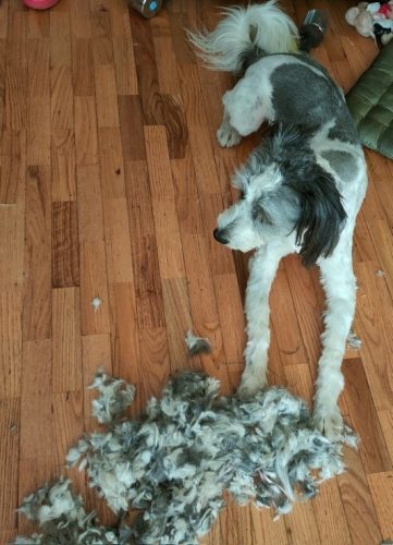 Rechargeable PetPro™ Grooming Kit photo review