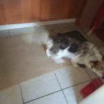 Rechargeable PetPro™ Grooming Kit photo review