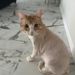 Rechargeable PetPro™ Grooming Kit photo review