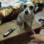 Rechargeable PetPro™ Grooming Kit photo review