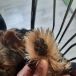 Rechargeable PetPro™ Grooming Kit photo review
