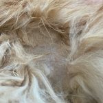 Rechargeable PetPro™ Grooming Kit photo review