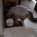 Rechargeable PetPro™ Grooming Kit photo review