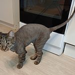 Rechargeable PetPro™ Grooming Kit photo review