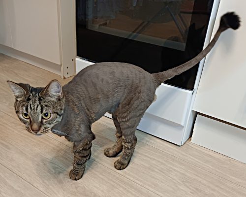 Click to view full screen Rechargeable PetPro™ Grooming Kit photo review