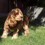 Rechargeable PetPro™ Grooming Kit photo review