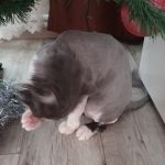 Rechargeable PetPro™ Grooming Kit photo review