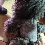 Rechargeable PetPro™ Grooming Kit photo review