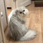 Rechargeable PetPro™ Grooming Kit photo review