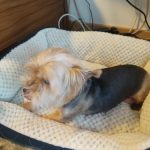 Rechargeable PetPro™ Grooming Kit photo review