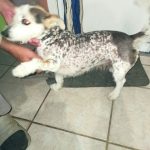 Rechargeable PetPro™ Grooming Kit photo review