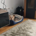 Rechargeable PetPro™ Grooming Kit photo review