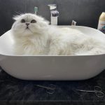 Rechargeable PetPro™ Grooming Kit photo review