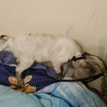 Rechargeable PetPro™ Grooming Kit photo review