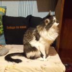 Rechargeable PetPro™ Grooming Kit photo review