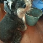 Rechargeable PetPro™ Grooming Kit photo review