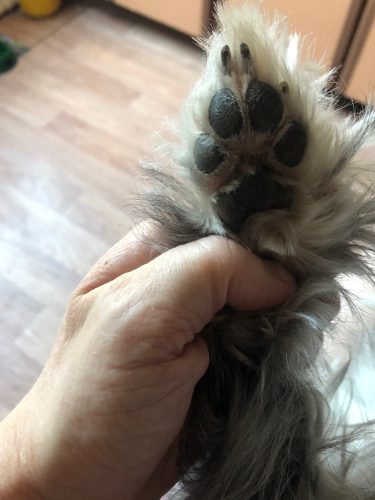 Rechargeable PetPro™ Grooming Kit photo review