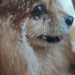 Rechargeable PetPro™ Grooming Kit photo review