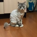Rechargeable PetPro™ Grooming Kit photo review
