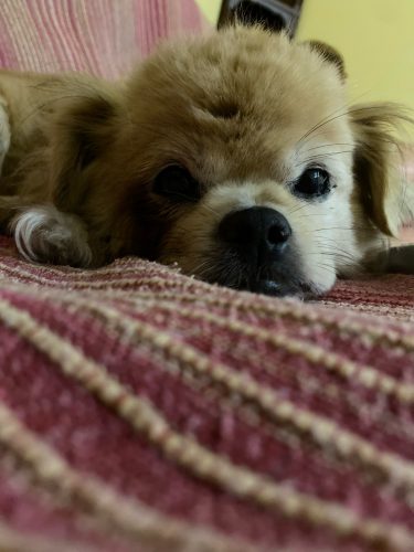 Rechargeable PetPro™ Grooming Kit photo review
