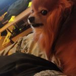 Rechargeable PetPro™ Grooming Kit photo review
