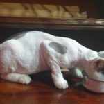 Rechargeable PetPro™ Grooming Kit photo review